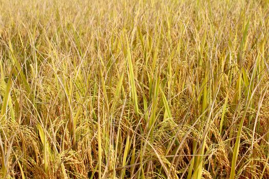 rice field