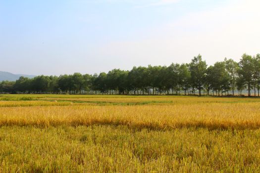 rice field