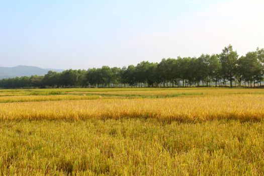 rice field