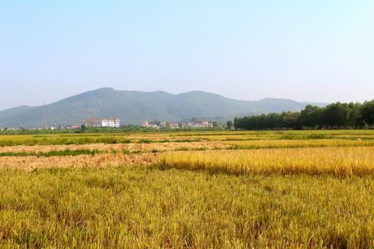 ripe rice field