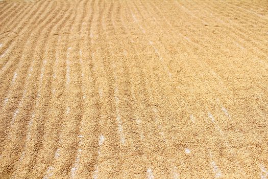 dry rice after harvesting 