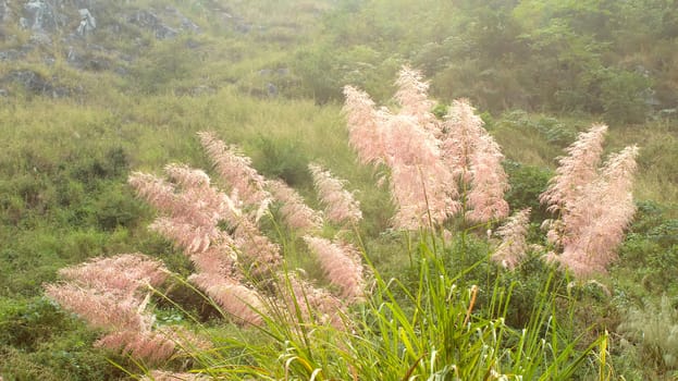 feather grass