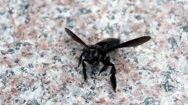 black bee