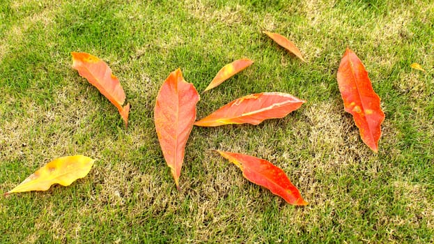 yellow leaves on grass