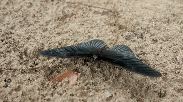 black butterfly on sand