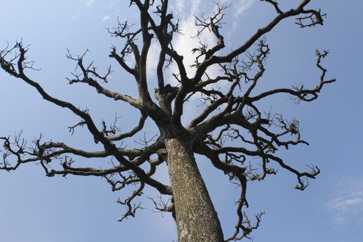 Dry trees and sky