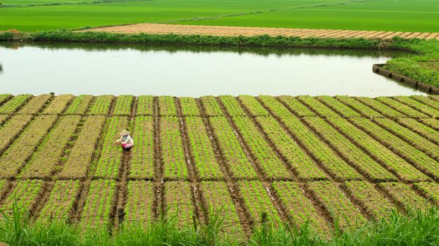 field of vegetables