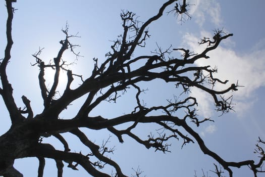 Dry trees and sky