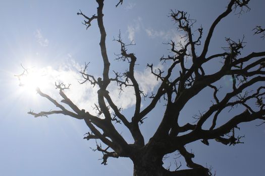 Dry trees and sky