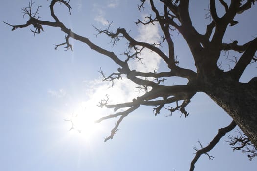 Dry trees and sky