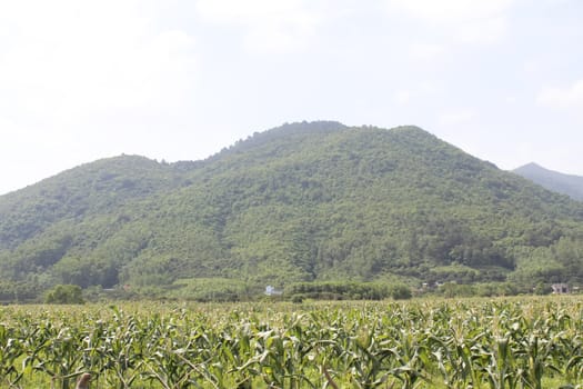 
cornfields and mountains