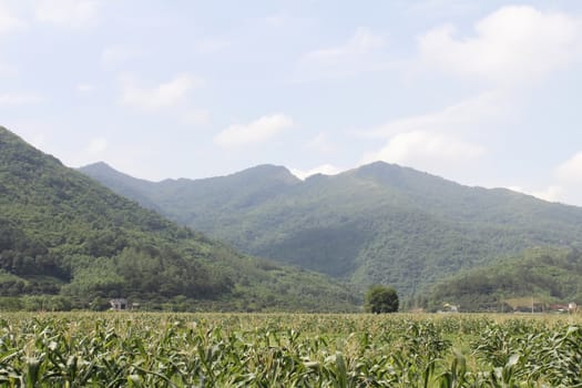 cornfields and mountains