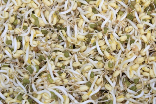 Asian Bean Sprouts Texture