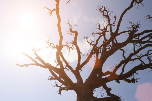 Dry trees and sky