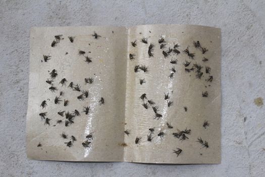 Flies caught on sticky fly paper trap