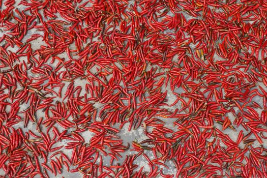 ripe chili on white background