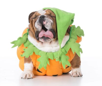 bulldog wearing pumpkin costume isolated on white background