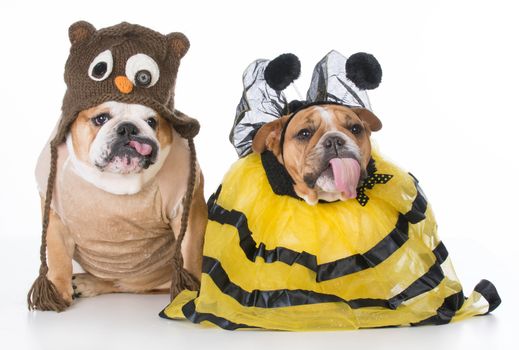 two bulldogs wearing birds and bees costume