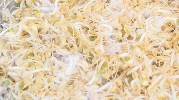 bean sprouts and bean sprouts dishes