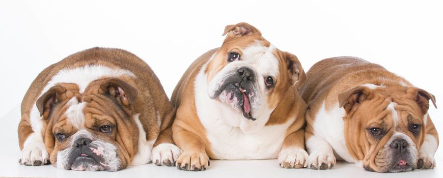 three bulldogs laying down on white background