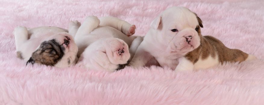 litter of puppies - three week old bulldog puppies on pink background
