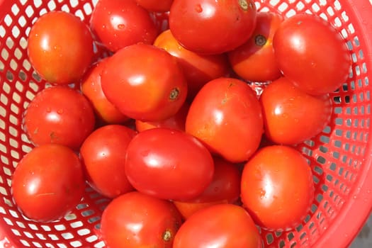 ripe tomatoes in basket