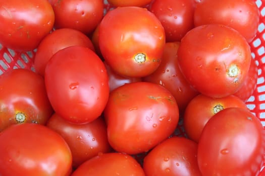 ripe tomatoes in basket