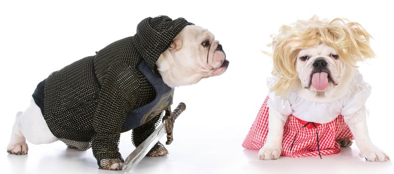 bulldogs dressed up like a knight and a damsel in distress on white background