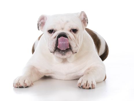 bulldog puppy licking lips on white background