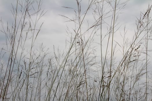 grass and sky