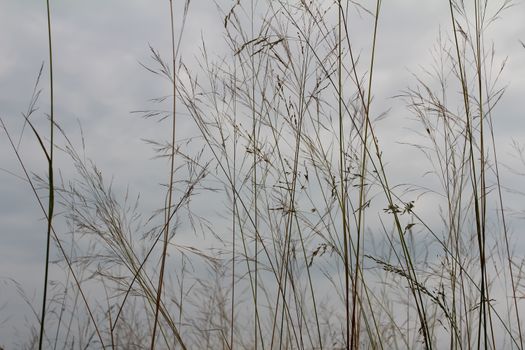 grass and sky