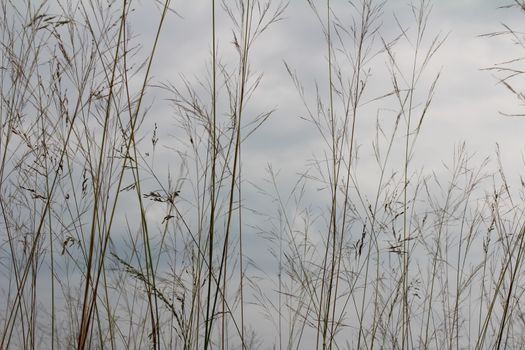 grass and sky