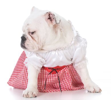 young english bulldog wearing a dress isolated on white background