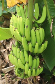 
banana bunches in garden