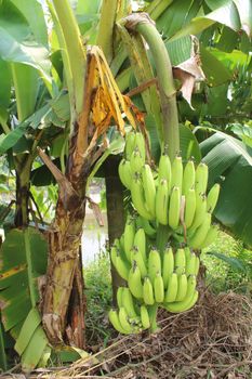 
banana bunches in garden