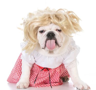 female bulldog with attitude wearing wig and dress 