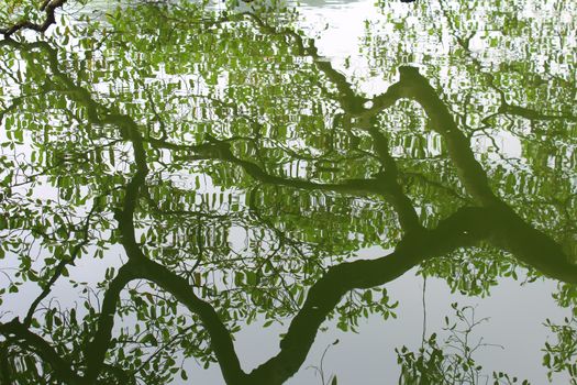 tree silhouetted against the lake