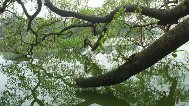 tree silhouetted against the lake