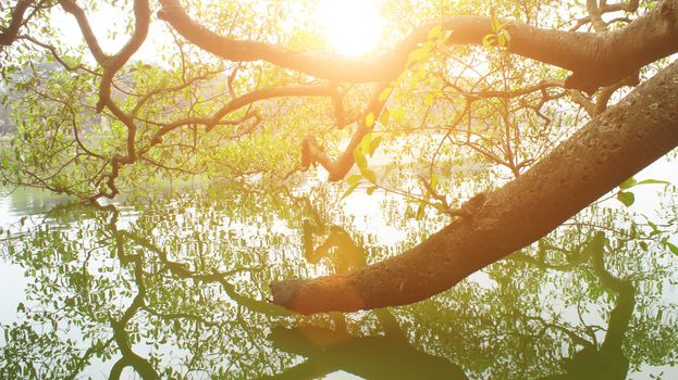 tree silhouetted against the lake