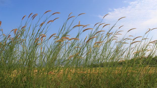 grass and sky