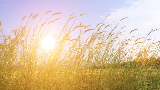 grass and sky