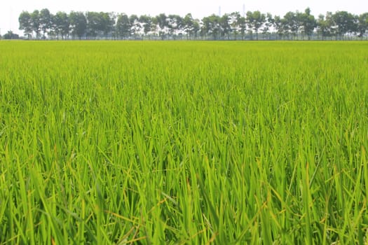 golden rice field and sky 