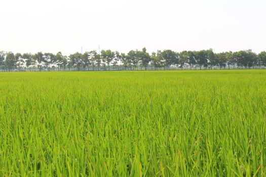 golden rice field and sky 