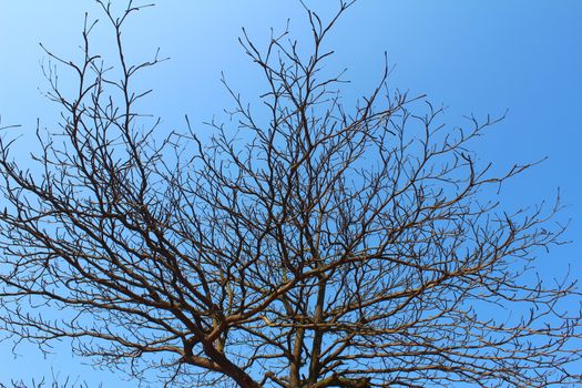 dried branches and sky 