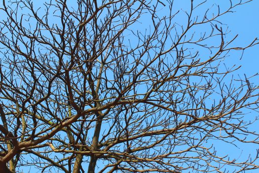 dried branches and sky 