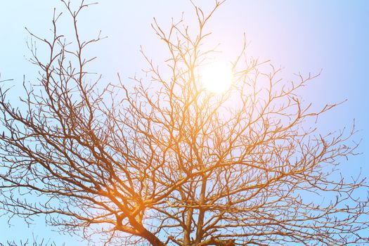 dried branches and sky 