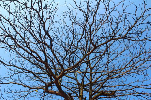 dried branches and sky 