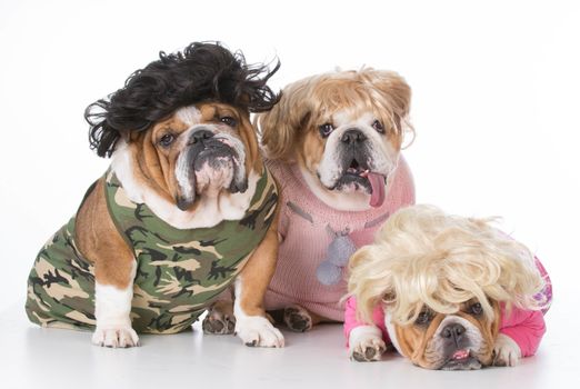 three bulldogs wearing wigs and clothing on white background