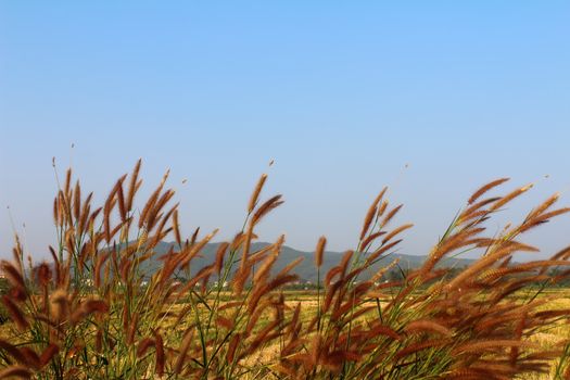 grass and sky