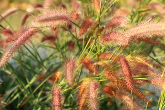 grass and sky